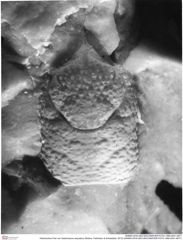 Historisches Foto von Gastrosacus aequabus (Robins, Feldmann & Schweitzer, 2013) (NHMW-AFW-GEO-BACHMAYER-FOTO-1990-0041-0677)